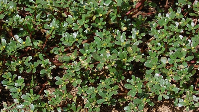 Této rostliny by bylo na kompostu škoda.