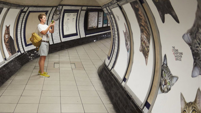 Invaze začala aneb kočky všude, kam se podíváš.