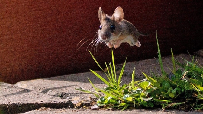 Názorný příklad, co znamená „zachytit kouzlo okamžiku“!