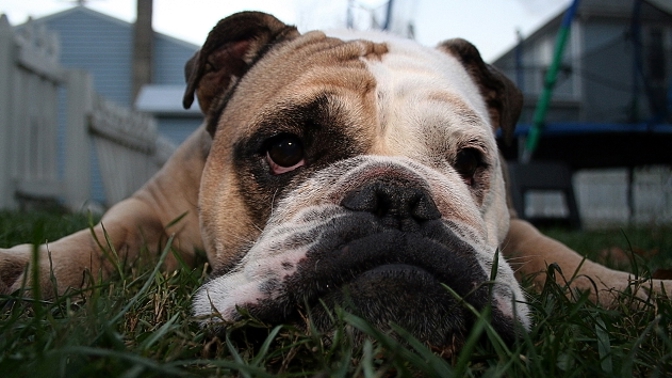 I čtyřnozí členové rodiny jsou nejspokojenější tehdy, když je nesužuje žádná nemoc.