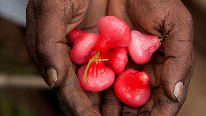 Vodní jablko mate svým tvarem a chutí, s obyčejným jablkem však nemá nic společného!