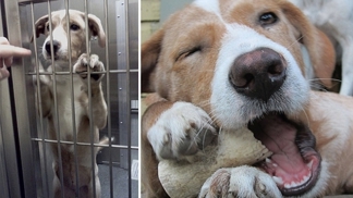 Díky láskyplným lidem se řadu zvířat podařilo zachránit před krutým osudem.