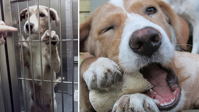 Díky láskyplným lidem se řadu zvířat podařilo zachránit před krutým osudem.