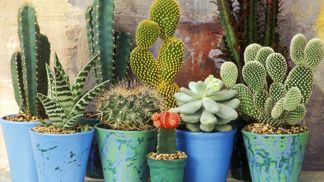 Některé rostliny vydrží vážně hodně.