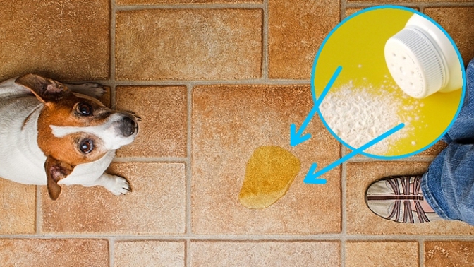 Dětský pudr pomůže rychle vyčistit loužičku od vašeho mazlíčka.