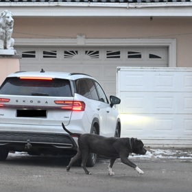 Ke Karlosovi Vémolovi jezdí kamarád hlídat zvířata.