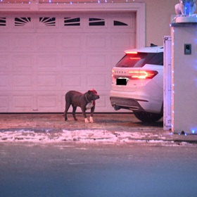Pejsek Karlose Vémoly. 