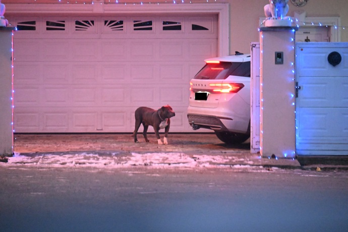 Pejsek Karlose Vémoly. 