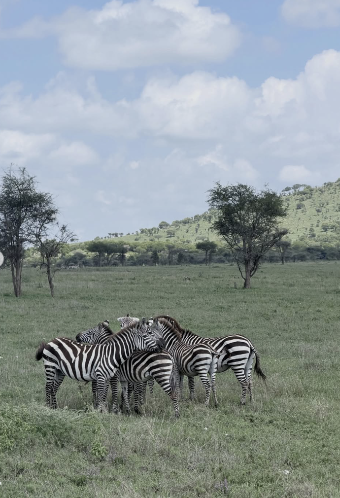 Národní park Serengeti.
