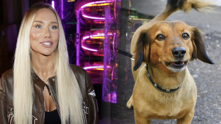 Odporné týrání jezevčíka na Teplicku bude mít dohru. Mladý pár jde před soud, hrozí tvrdý trest 