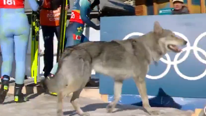 FOTO: Pes na olympiádě.