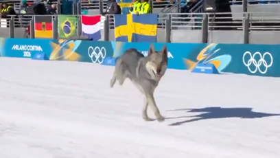 FOTO: Pes Nazgul si to štrádovgal po dráze.