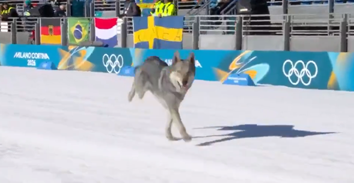 Pes Nazgul si to štrádovgal po dráze.