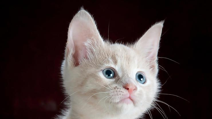 Ilustrační obrázek.