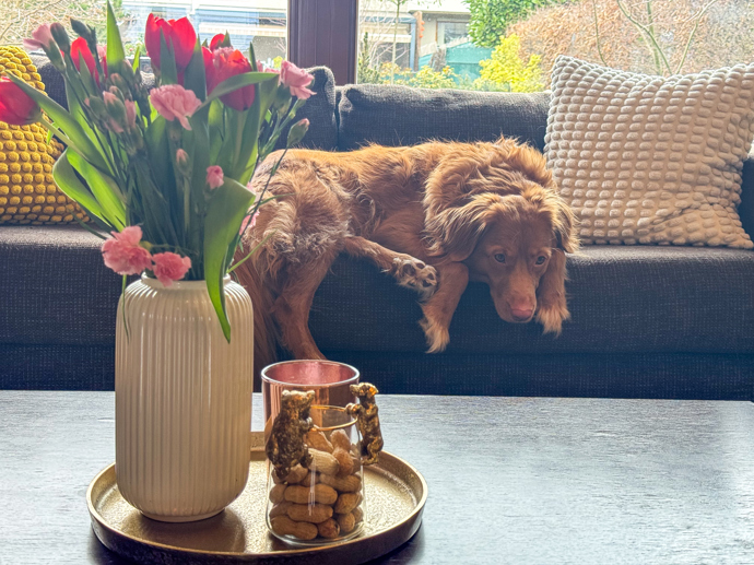 Druhý mazlíček si zabral gauč. 