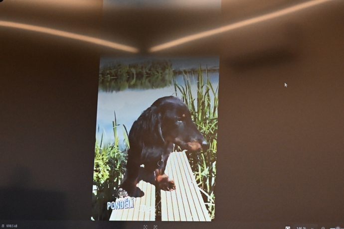 Jezevčík byl brutálně týraný. 