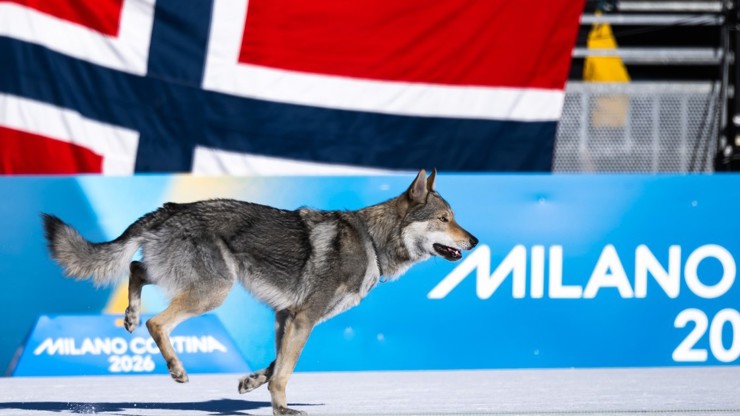 Pes Nazgul pobáhal po závodě.