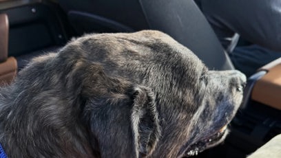 FOTO: Lindsey Vonn sdílela snímky svého zesnulého psa.