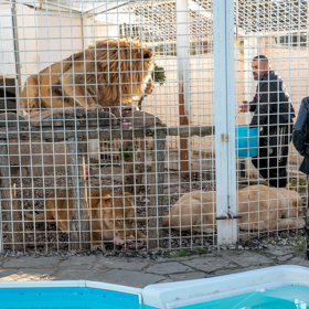 Karlos neváhá jít s masem ani přímo do klece.