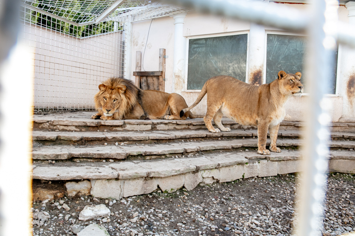 Sousedy prý lvi neruší...