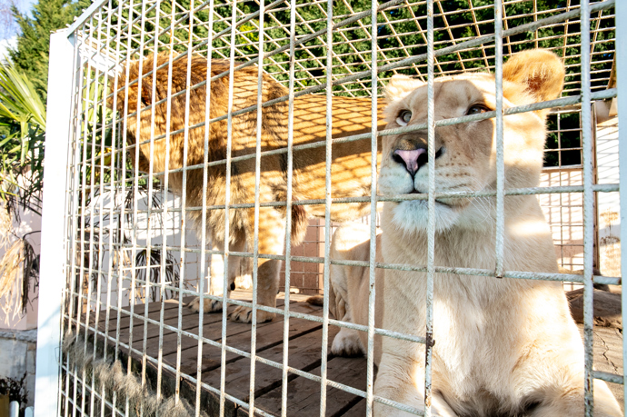 Do budoucna plánuje jejich výběh ještě zvětšit tak, aby na ně pohodlně viděl z obýváku.