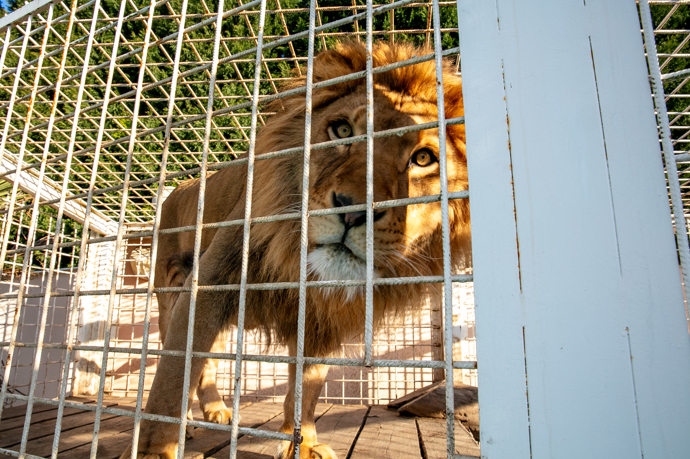 Karlos Vémola dostal všechny lvy darem.