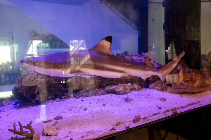 Dominantu zápasníkova obýváku tvoří obrovské akvárium se žralokem.