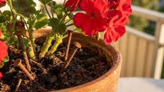 Proč tchyně dává do muškátů rezavé hřebíky? Nejdříve jsem se jí smála, ale výsledek mi vyrazil dech