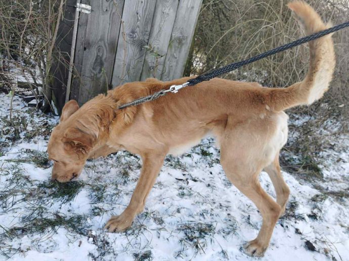 Jeden ze psů v útulku Bouchalka.