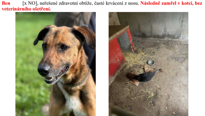 FOTO: Další osud psa z útulku Bouchalka.