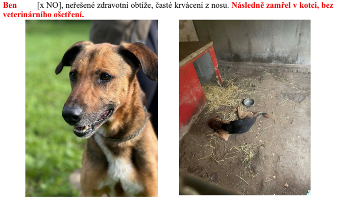 Další osud psa z útulku Bouchalka.