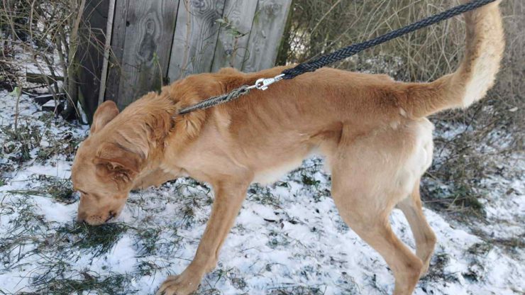 Jeden ze psů v útulku Bouchalka.