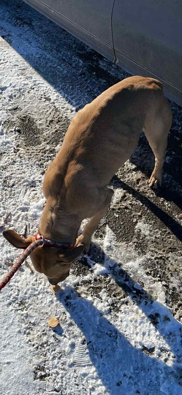 Jeden ze psů v útulku Bouchalka.