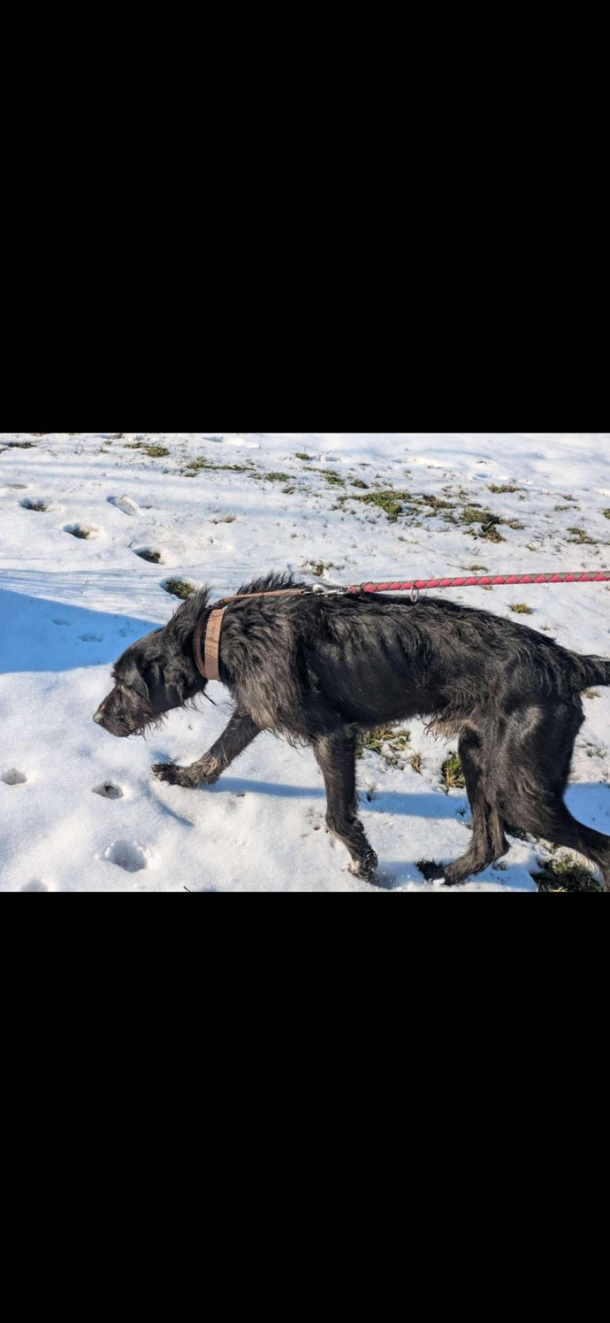 Pes z útulku Bouchalka.