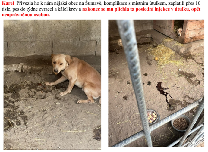Osud psa Karla.