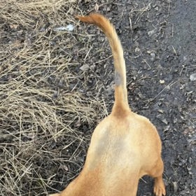 Ke psům se v útulku Bouchala nemají chovat dobře.