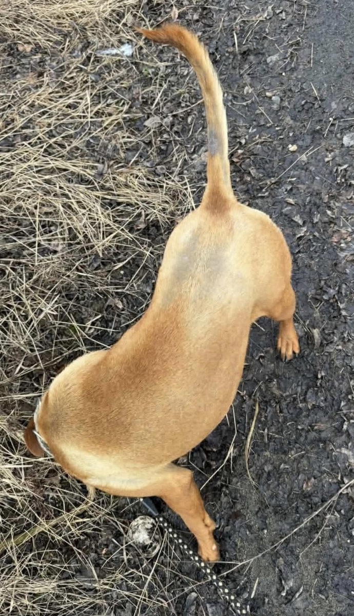 Ke psům se v útulku Bouchala nemají chovat dobře.