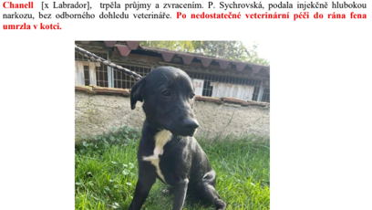 FOTO: Pes co měl umrznout v kotci.