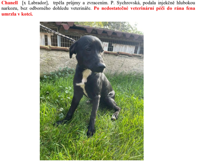 Pes co měl umrznout v kotci.
