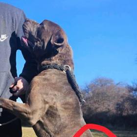 Pes z útulku Bouchalka.