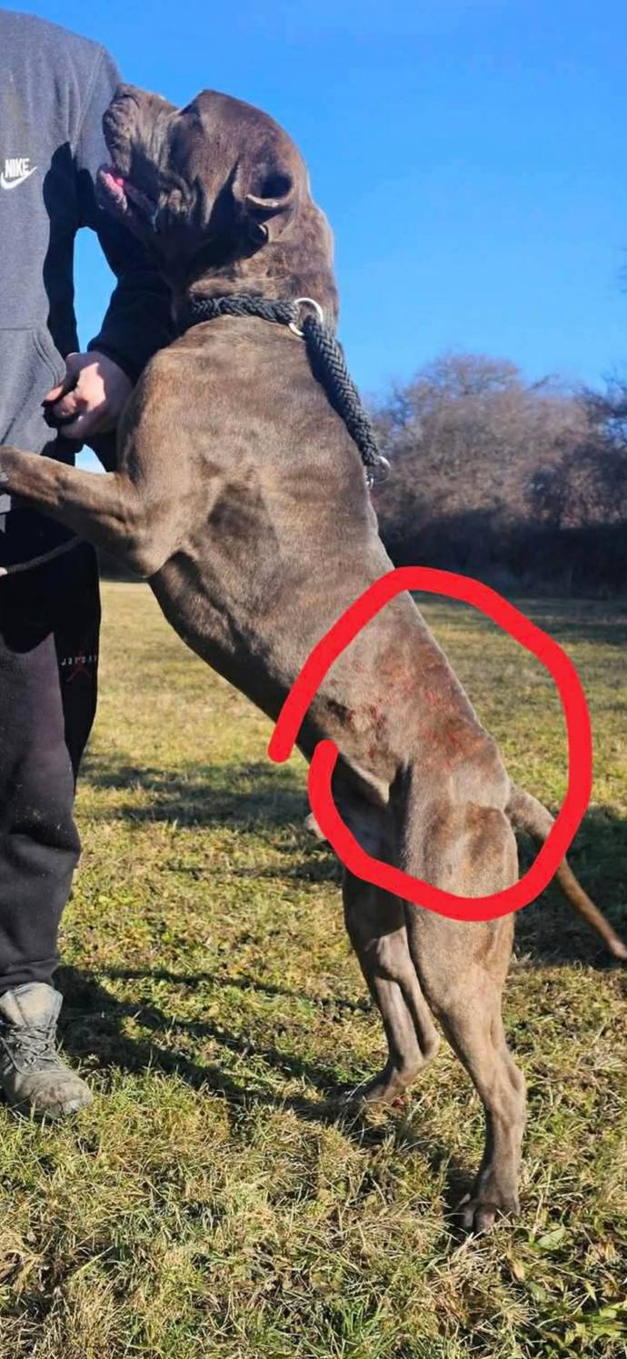 Pes z útulku Bouchalka.