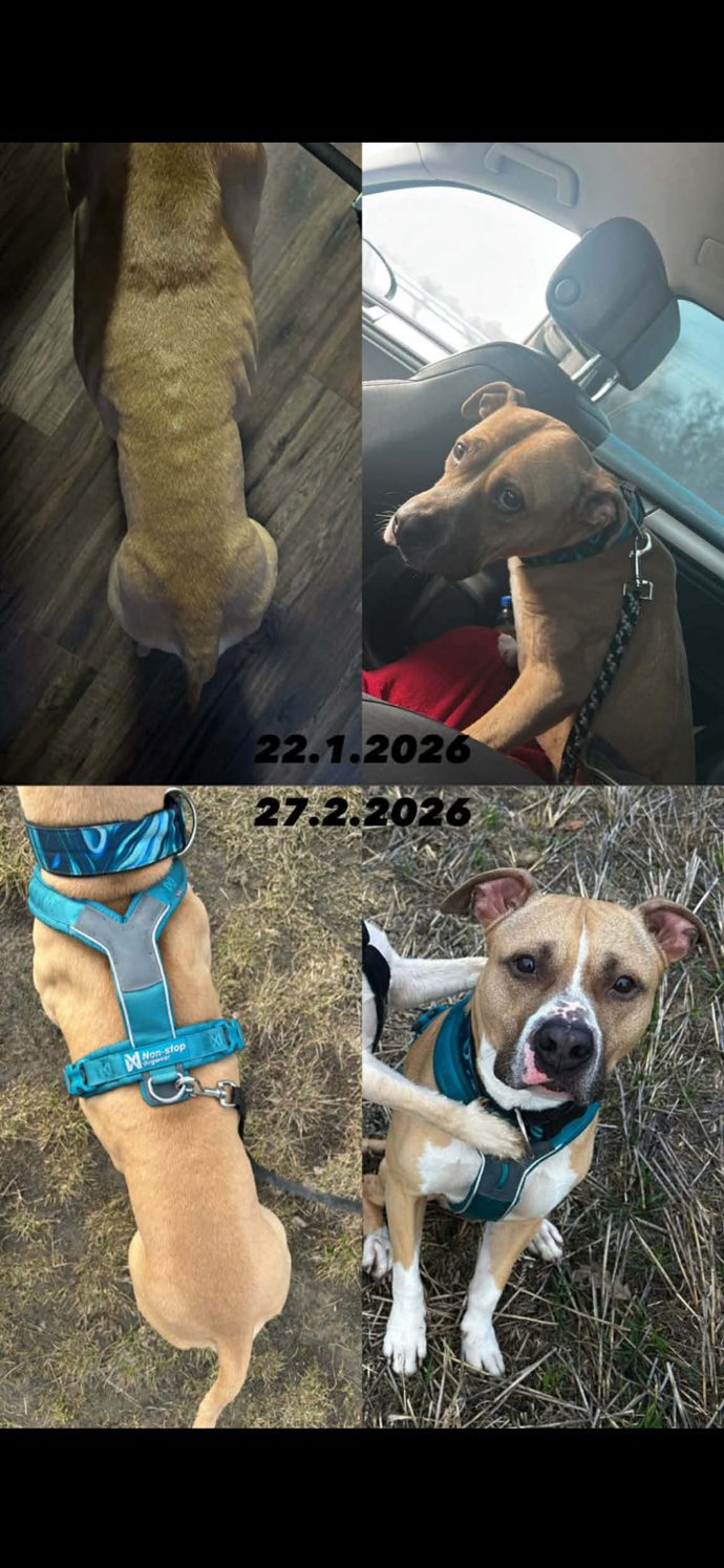 Příklad chování k jednomu ze psů.