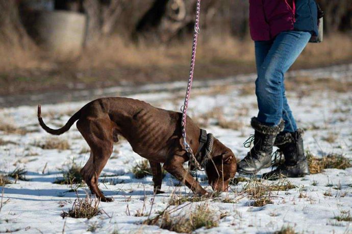 Jeden ze psů v útulku Bouchalka.
