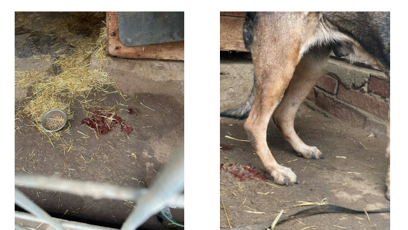 FOTO: Prostředí v útulku Bouchalka.