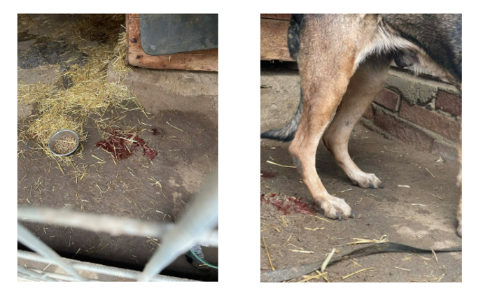 Prostředí v útulku Bouchalka.