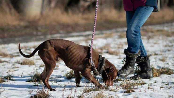 Jeden ze psů v útulku Bouchalka.
