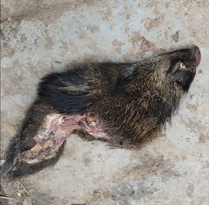 Hlava, která dopadla pře dveře.