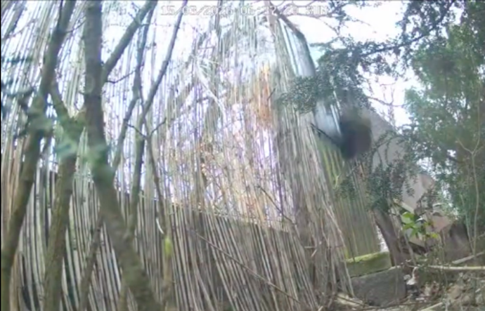 Fotopast vše natočila.