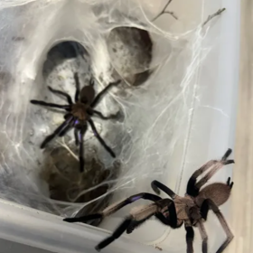 Domácí mazlíčci nové přítelkyně Zdeňka Polívky. 