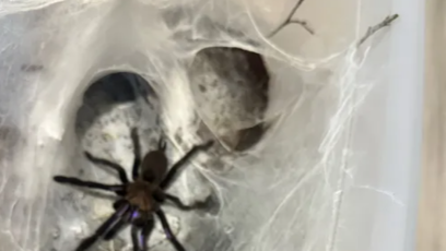 FOTO: Domácí mazlíčci nové přítelkyně Zdeňka Polívky.